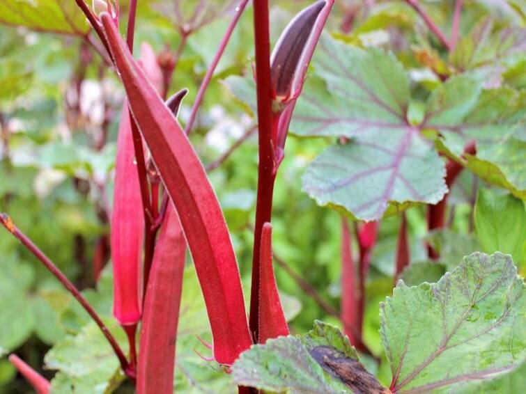 Red ladyfinger Farming: For good earning farmers can do red lady finger farming Red ladyfinger Farming: મબલખ આવક માટે કરો લાલ ભીંડાની ખેતી, જાણો તેના ફાયદા