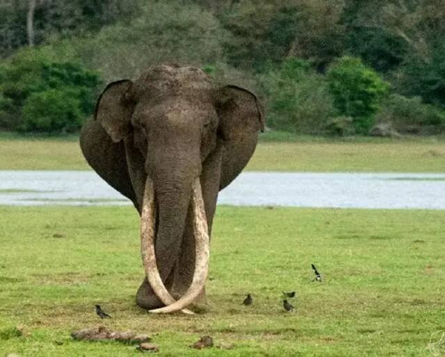 Bhogeswara Elephant Death Elephant with largest Tusks Asia Died in Karnataka due to illness Elephant Death: ஆசியாவின் நீண்ட தந்தங்களைக் கொண்ட யானை போகேஸ்வரா மரணம்... வன விலங்கு ஆர்வலர்கள் இரங்கல்!