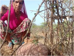 IN PICS: गांव में थी पानी की कमी, 300 मटकों से 50 हजार पौधों में डाल दी जान, तस्वीरों में देखें देसी जुगाड़