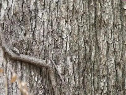 Optical Illusion: A frog sitting in front of a tree, if you find it you will not be considered less than a genius Optical Illusion: ਦਰੱਖਤ 'ਤੇ ਸਾਹਮਣੇ ਹੀ ਬੈਠਾ ਹੈ ਡੱਡੂ, ਜੇ ਤੁਸੀਂ ਲੱਭ ਲਿਆ ਤਾਂ ਜੀਨਿਅਸ ਤੋਂ ਘੱਟ ਨਹੀਂ ਮੰਨੇ ਜਾਓਗੇ