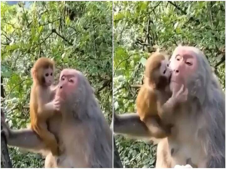 Viral Video: Baby Monkey Hugging Family After Being Released Into Wild Moves Internet Viral Video : ”உன்னை ரொம்ப மிஸ் பண்ணேன் அம்மா “ : தாயை பிரிந்த குட்டி குரங்கு ! உணர்வுப்பூர்வமான வீடியோ!