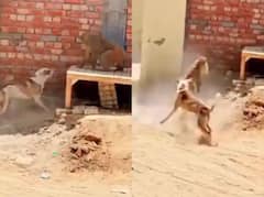 Viral Video : माकड आणि कुत्र्यामध्ये जंगी सामना, नक्की जिंकलं कोण? पाहा व्हिडीओ