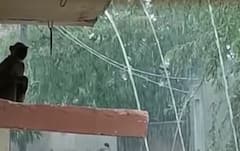 બનાસકાંઠાઃ ભારે પવન સાથે વરસાદના કારણે ઉડ્યા છાપરા, પ્રાણીઓ પણ ખોળી રહ્યા છે છત; જુઓ આ વીડિયો