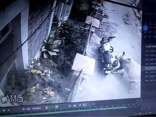 VIDEO: રાજ્યમાં રખડતા ઢોરનો ત્રાસ યથાવત! જામનગરમાં વૃદ્ધે ગુમાવ્યો જીવ