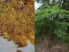 Chhattisgarh: छत्तीसगढ़ में गर्मी की विदाई और मानसून आने का संकेत देते हैं ये फूल, जानें क्या है इसकी खासियत?