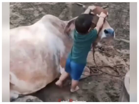 Watch: गाय सच में हमारी माता है! ये वीडियो देखकर आप भी यही कहेंगे Watch: गाय सच में हमारी माता है! ये वीडियो देखकर आप भी यही कहेंगे