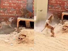 Viral Video: बंदर और कुत्ते के बीच हुई 'Wrestling', देखिए किसने किसको उठाकर पटका