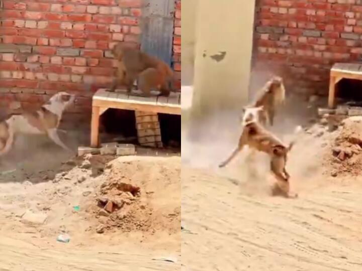 monkey and dog fight video viral on social media Viral Video: बंदर और कुत्ते के बीच हुई 'Wrestling', देखिए किसने किसको उठाकर पटका