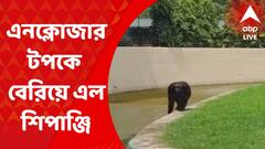 Alipore Zoo: আলিপুর চিড়িয়াখানায় এনক্লোজার টপকে বেরিয়ে এল শিপাঞ্জি