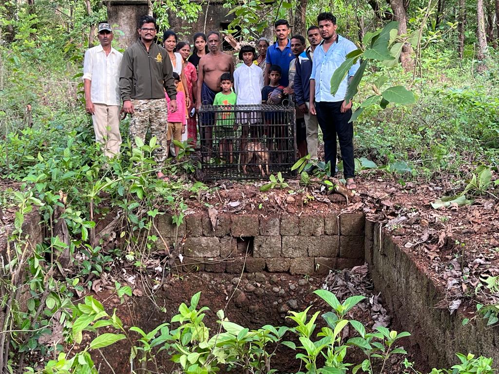 Golden jacka : विहीरीत पडला सोनेरी कोल्हा, अथक प्रयत्नानंतर बाहेर काढण्यात वन विभागाला यश