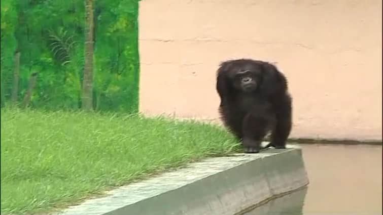 Kolkata, Chimpanzee escapes from Alipore zoo, caught after sometime Alipore Zoo: খাঁচার বাইরে শিম্পাঞ্জি! হুলুস্থুল চিড়িয়াখানায়