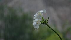 Kolkata Monsoon Weather Update : অসহ্য গরম থেকে অবশেষে মুক্তি, কবে থেকে বর্ষা নিশ্চিত কলকাতায়?
