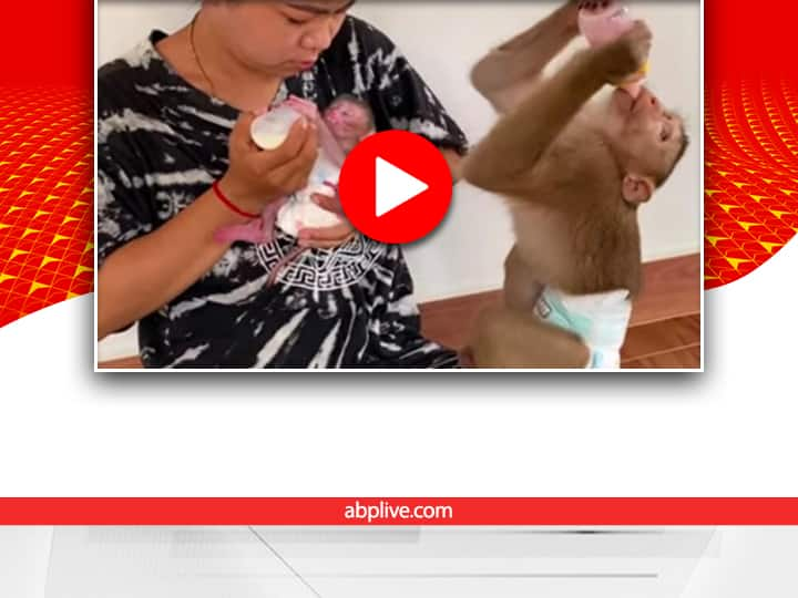 trending video showing a lady feeding two baby monkeys with milk bottles like her children goes viral Watch: ये बच्चे बंदर के हैं या इंसान के! वीडियो देखकर आप भी यही पूछेंगे