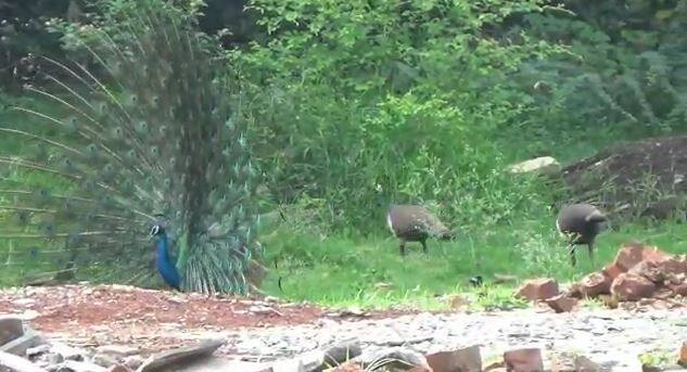 हे दृश्य पाहताच 'नाच रे मोरा नाच' हे गाणं आपोआप ओठांवर आलं.