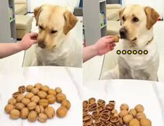 Funny Video: ਕੁੱਤੇ ਤੋਂ ਅਖਰੋਟ ਤੁੜਵਾ ਰਿਹਾ ਸੀ ਸ਼ਖਸ, ਅਚਾਨਕ ਕੁਝ ਅਜਿਹਾ ਹੋਇਆ...