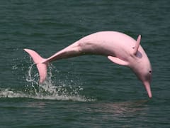 Amazon pink river dolphins: அமேசான் ஆற்றில் பிங்க் கலர் டால்பின்கள்.. இந்த டால்ஃபின்களை பத்தின அதிசயம் இவ்வளவா?