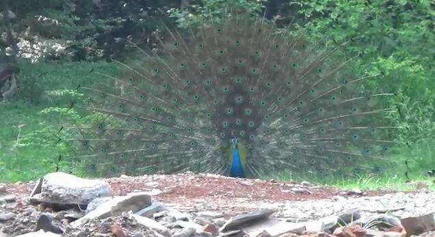 मोराची लांबी साधारण 100 ते 125 सेमीपर्यंत असते तर त्याचा पिसारा 195 ते 255 सेमी लांब असू शकतो.