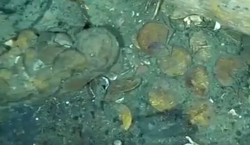 trending two new shipwrecks found near san jose galleon filled with gold worth 17 billion goes viral Viral News : 17 अब्ज किंमतीचं सोनं अन् मौल्यवान वस्तू; 200 वर्षांपूर्वी बुडालेल्या जहाजात खजिना