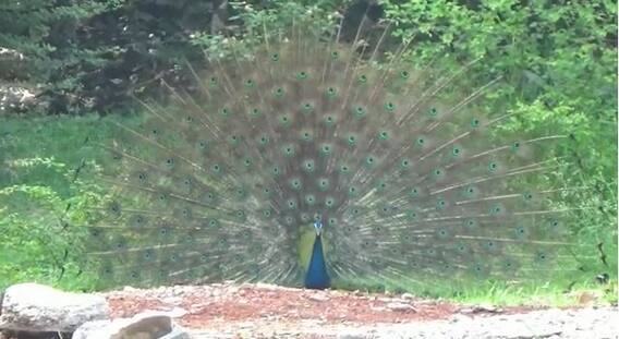 फुलव पिसारा नाच...