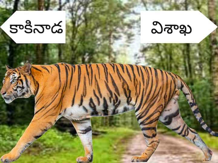 No Tiger Trace in Vizag region forest areas -Survey says No Tigers In Vizag Forest: వైజాగ్ అడవుల నుంచి పెద్దపులులు మాయం ?