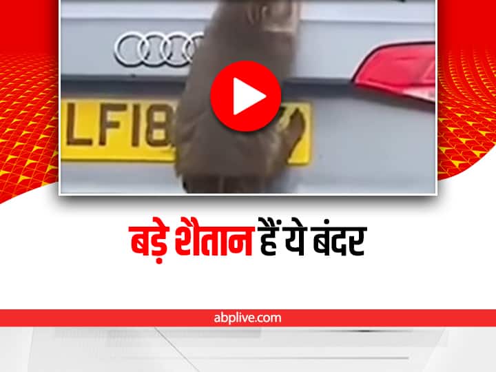 monkeys first broke the wiper of te car and then number plate video viral Watch: इन शैतान बंदरों ने पहले गाड़ी का वाइपर तोड़ा और फिर नंबर प्लेट, वीडियो वायरल