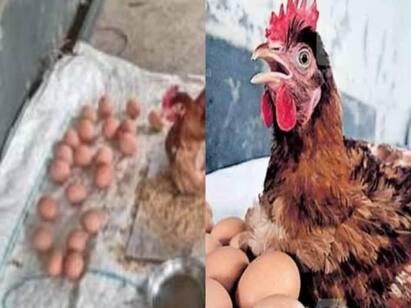 Kerala The amazing hen that started laying eggs continuously laid 24 eggs in 6 hours Chinnu Hen : ஊரே வேடிக்கை பார்க்க திரண்ட அதிசய கோழி சின்னு… 6 மணிநேரத்தில் 24 முட்டைகள்.. இதான் டீடெய்ல்