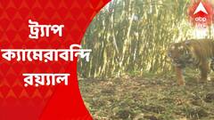 Royal Bengal Tiger: ফের নেওড়াভ্যালির জঙ্গলে দেখা মিলল রয়্যাল বেঙ্গল টাইগারের। Bangla News