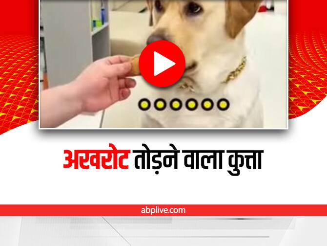 Dog Cracking Walnuts For Man Video Viral On Social Media | Funny Video:  कुत्ते से अखरोट तुड़वा रहा था शख्स, अचानक हुआ कुछ ऐसा
