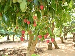 Abujmarh News: मुजफ्फरपुर की लीची को टक्कर देगी अबूझमाड़ की लीची, नक्सलियों के गढ़ में पौधे लगाने की तैयारी