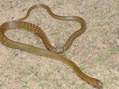 Madhepura News: 10 फीट के जहरीले सांप ने महिला को आधा किलोमीटर तक दौड़ाया, खड़े हो गए अच्छे-अच्छों के रोंगटे