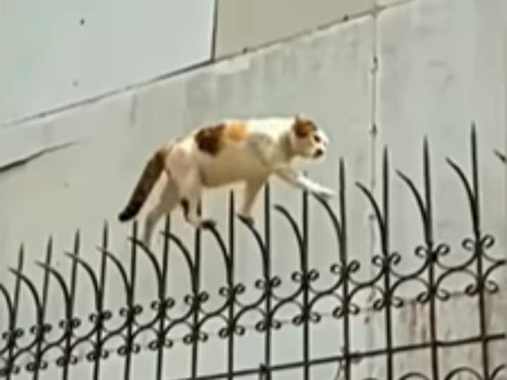 cat walking on railing video viral on social media Watch: नुकीली रेलिंग पर चलती इस बिल्ली का बैलेंस देख हर कोई हैरान, वीडियो वायरल