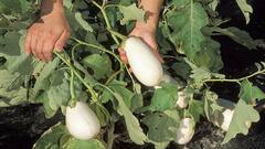 White Brinjal Cultivation: खेती से होगी लाखों की कमाई, इस बार करें सफेद बैंगन की बुवाई