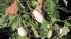 White Brinjal Cultivation: खेती से होगी लाखों की कमाई, इस बार करें सफेद बैंगन की बुवाई