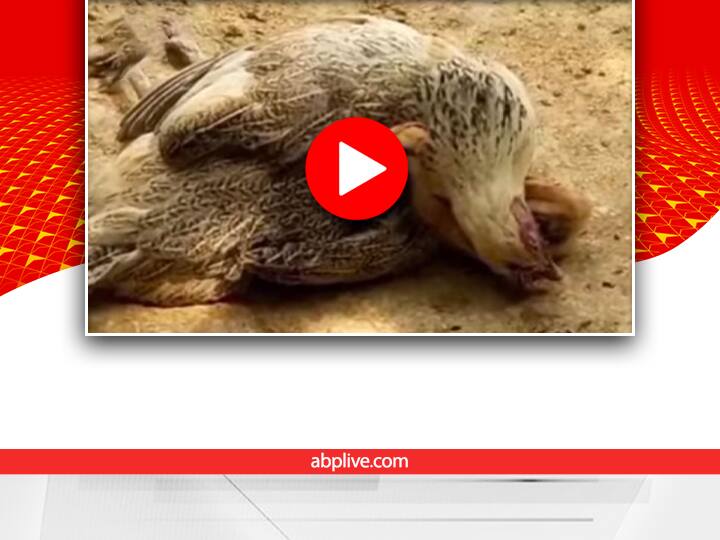 Trending video showing a bird child affection towards its dead mother goes viral Watch: ये पक्षी अपनी मां के जाने से है परेशान, वीडियो देख भावुक हुए लोग