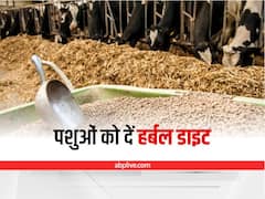 Herbal Feed Additives: दूध अमृत बन जायेगा, पशुओं को चारे के साथ खिलायें ये हर्बल आहार
