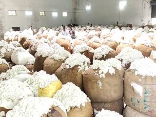 பருத்தி குவிண்டால் அதிகபட்சமாக 12,379 ரூபாய்க்கு விற்பனையானதால் விவசாயிகள் மகிழ்ச்சி!