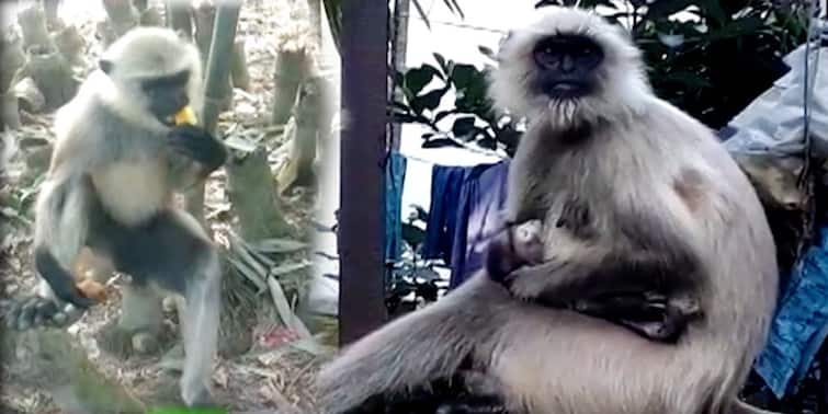 North 24 Paragana : Twenty injured after monkeys bite in Basirhat Basirhat : বাড়ি ছাদ থেকে পড়ে শাবকের মৃত্যু, বসিরহাটে হনুমানের কামড়ে জখম হয়ে হাসপাতালে ভর্তি ২০