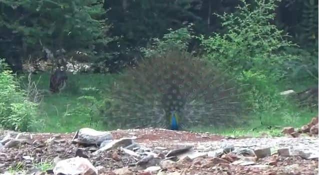 अजून पाऊस काही पडत नाही, पण सकाळी आभाळ भरुन आलेलं मोराने पाहिलं आणि लगेच फुलवला पिसारा.