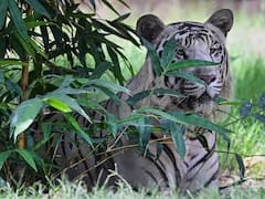 Kakinada Tiger: ముప్పు తిప్పలు పెడుతున్న బెంగాల్ టైగర్, 20 రోజులుగా జనాలకి గుండెల్లో దడ