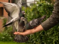 Bhavnagar News: घायल कबूतर को बचाने की जद्दोजहद, इलाज के लिए चार छात्रों ने साइकिल से तय किया नौ किमी का सफर