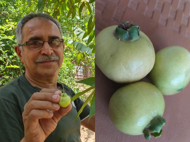 Chhattisgarh Gaurela Pendra Marwahi Gulab Jamun Fruit in Chhattisgarh Forest is medicine for many diseases ANN Chhattisgarh News: इस बीमारी को दूर करने में फायदेमंद है छत्तीसगढ़ के जंगलों में मिलने वाला 'गुलाब जामुन' फल, जानें इसके औषधीय गुण ?