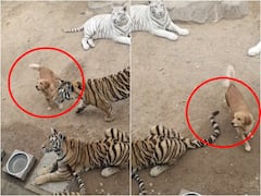 Viral Video: 'నాన్నా పులులే గుంపుగా వస్తాయ్- నేను సింగిల్‌గా వస్తా', ఈ షాకింగ్ వీడియో చూశారా?