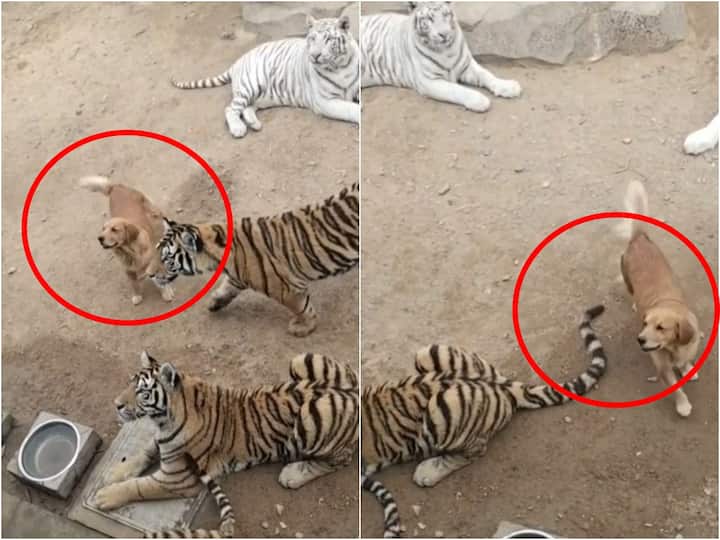 Viral Video Golden Retriever around fearlessly among tigers video leaves internet completely shocked Viral Video: 'నాన్నా పులులే గుంపుగా వస్తాయ్- నేను సింగిల్‌గా వస్తా', ఈ షాకింగ్ వీడియో చూశారా?
