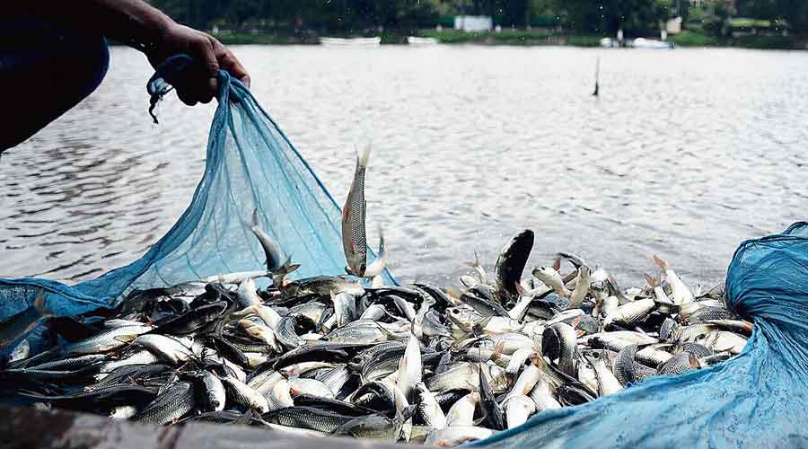 `ஏற்றுக்கொள்ள முடியாது!’ - மீனவர் விவகாரத்தில் உலக வர்த்தக அமைப்புக்கு எதிராக நிற்கும் இந்தியா!