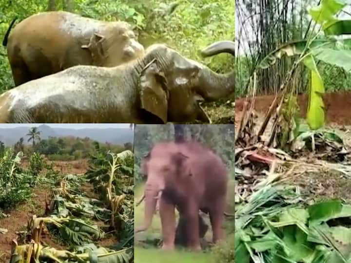 Maharashtra Sindhudurg news elephant in farms village Farmers in trouble marathi News Maharashtra Sindhudurg news : तळकोकणातील केर गावाला हत्तींचा गेल्या चार महिन्यापासून वेढा; शेती करायची की नाही? गावातील शेतकरी चिंतेत