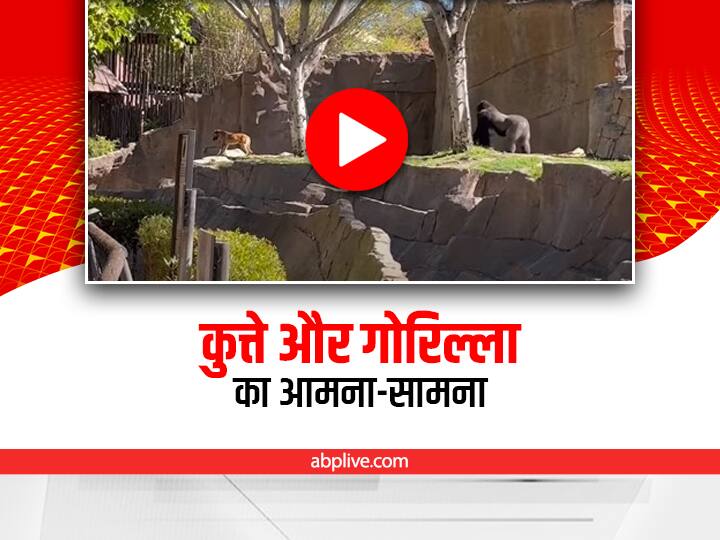 stray dog suddenly appeared in front of a gorilla at the California Zoo California के Zoo में गोरिल्ला के सामने अचानक पहुंचा आवारा कुत्ता, देखिए फिर क्या हुआ…