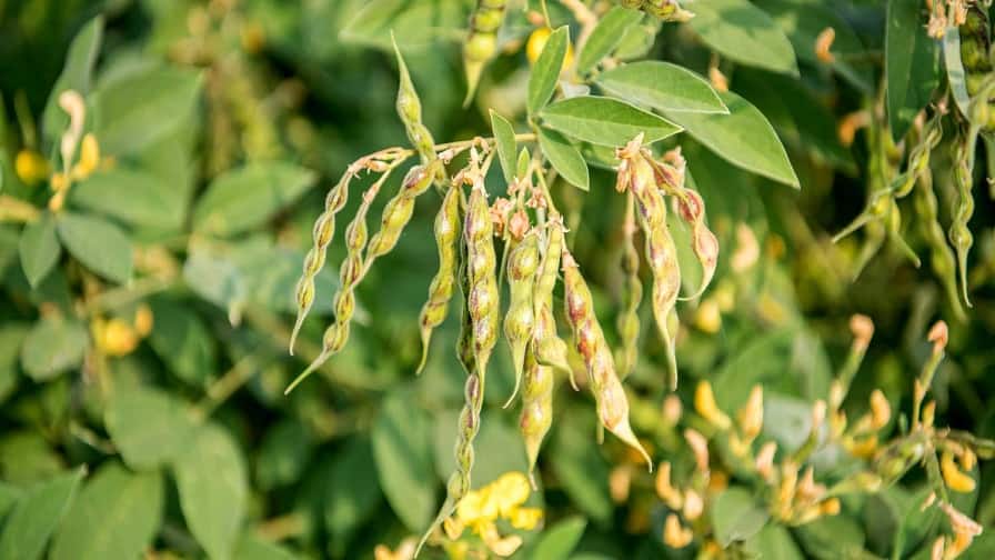 Sowing once in arhar cultivation will give big income for 5 years Arhar Cultivation: एक बार बुवाई और 5 साल तक कमाई ही कमाई, इस तरीके से करें अरहर की खेती