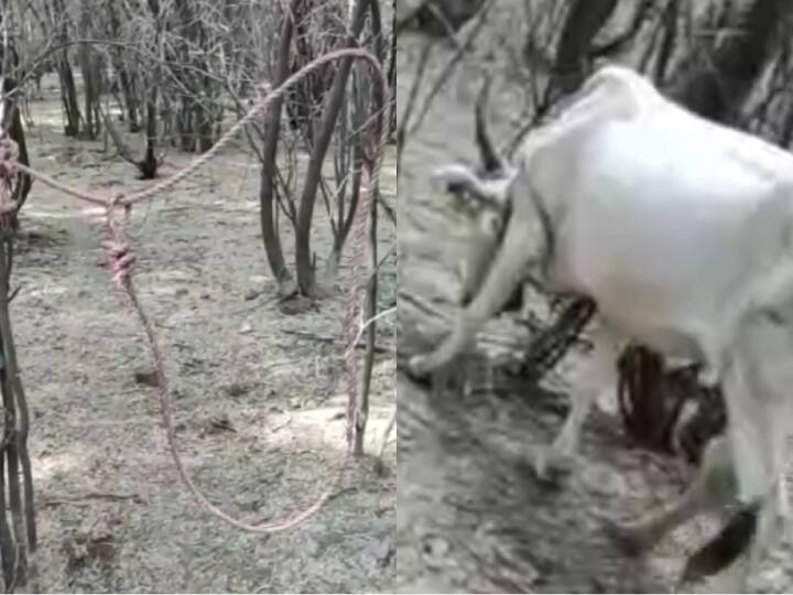 Salem; Country cows stolen with meat for meat  demand to be investigated இறைச்சிக்காக கண்ணி வைத்து திருடப்படும் நாட்டு மாடுகள் -  புகார் அளித்தும் பலனில்லை என  வளர்ப்போர் வேதனை