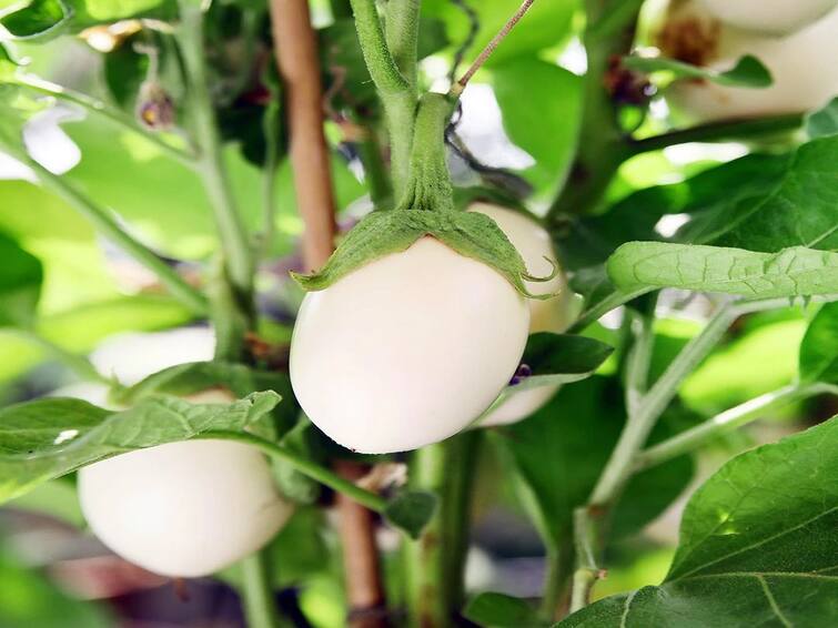 Agriculture News: Through White Brinjal Cultivation farmers can earn lakh of Rupees White Brinjal Cultivation: ખેતીમાં થશે લાખોની કમાણી, આ વખતે કરો સફેદ રિંગણની ખેતી