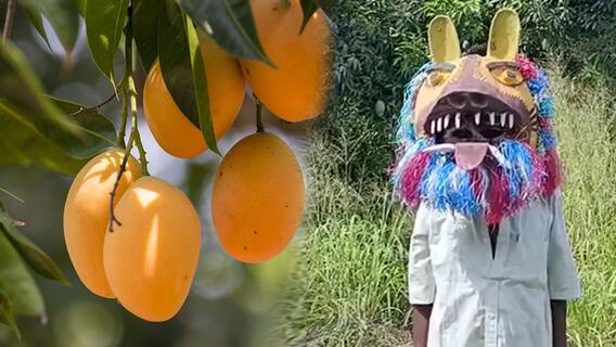 Farmer Innovative Thought To Protect Crop: మామిడి పంటను కాపాడుకునేందుకు ఓ రైతు ప్రయాస | ABP Desam